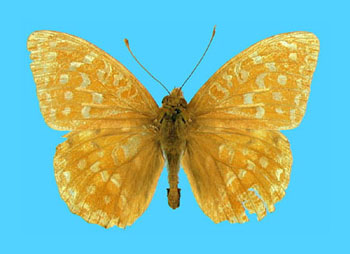 Argynnis addippe male (aberrant albomaculata) (Internet Image property of respective owner, non-commercial use only)